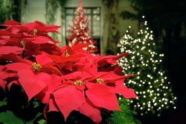 Φτιάξτε ξεχωριστά χριστουγεννιάτικα δέντρα με αλεξανδρινά