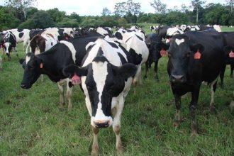 Συναγερμός για την επανεμφάνιση της οζώδους δερματίτιδας