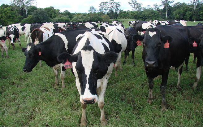 Συναγερμός για την επανεμφάνιση της οζώδους δερματίτιδας