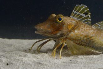 Ανακαλύφθηκε είδος ψαριού έχει τα φτερά ενός πουλιού και πόδια σαν καβούρι