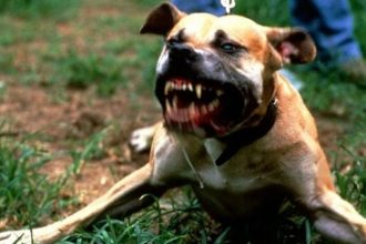 Τα ζώα, άνθρωποι, ο Νόμος και η "ζούγκλα"