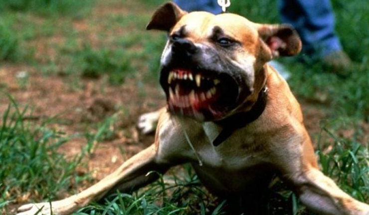 Τα ζώα, άνθρωποι, ο Νόμος και η "ζούγκλα"