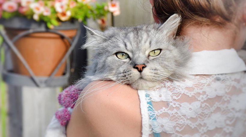 Παράσιτο που ζει σε γάτες μπορεί να «χειραγωγήσει» τον ανθρώπινο εγκέφαλο