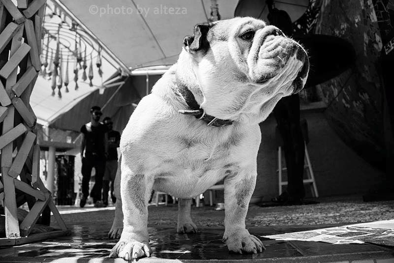 Τα συγκινητικά λόγια του Γιώργου Κοτοπούλη για την απώλεια του αγαπημένου του Φιντέλ
