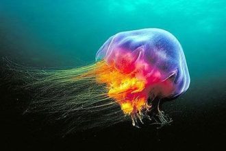 Η οικολογική ισορροπία είναι ο δρόμος περιορισμού των μεδουσών