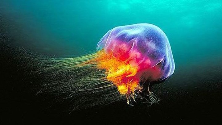 Η οικολογική ισορροπία είναι ο δρόμος περιορισμού των μεδουσών