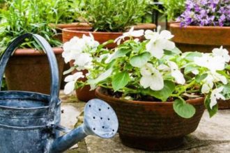 Βοηθήστε τα φυτά σας με ένα φίλτρο του καφέ