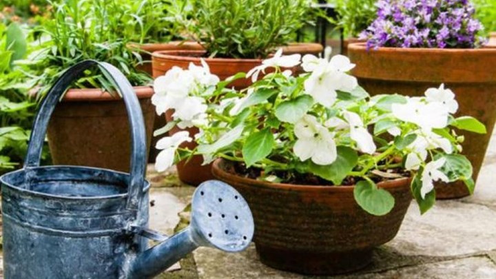 Βοηθήστε τα φυτά σας με ένα φίλτρο του καφέ