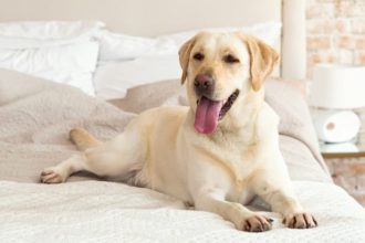 7 μυστικά για να διατηρήσετε καθαρό το σπίτι σας εάν έχετε κατοικίδιο