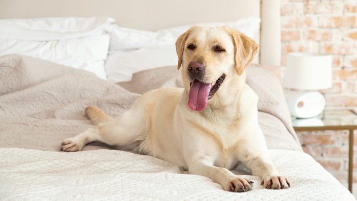 7 μυστικά για να διατηρήσετε καθαρό το σπίτι σας εάν έχετε κατοικίδιο