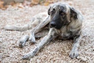 Σύλληψη 69χρονου για ζωοκτονία στην Κεφαλονιά - Επιβλήθηκε πρόστιμο 50.000 ευρώ