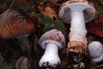 Πάτρα: Σεμινάριο Πιστοποίησης Συλλέκτη Αυτοφυών Μανιταριών