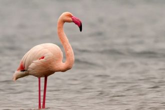 Προσοχή για τα μοναχικά φλαμίνγκο - Η προειδοποίηση της Ελληνικής Ορνιθολογικής Εταιρείας