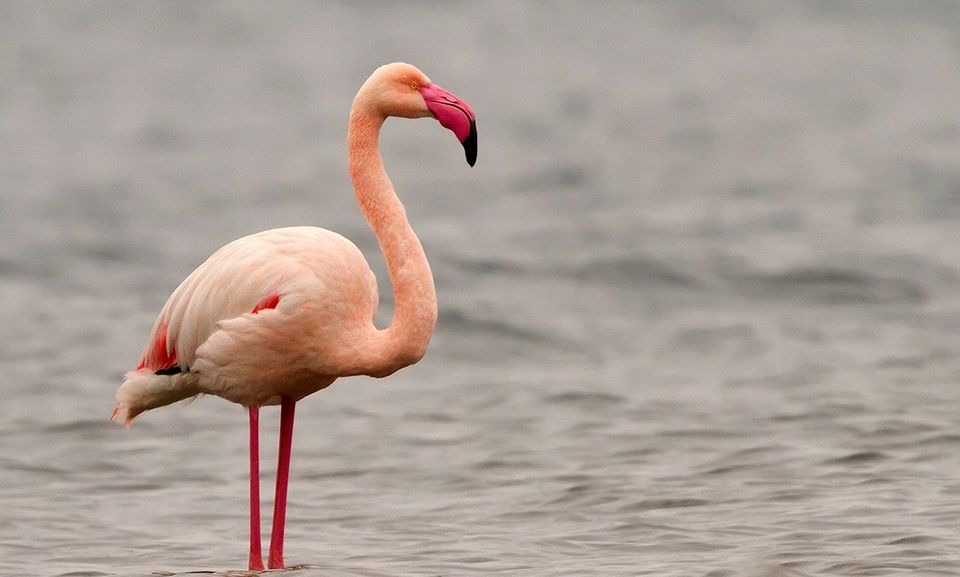 Προσοχή για τα μοναχικά φλαμίνγκο - Η προειδοποίηση της Ελληνικής Ορνιθολογικής Εταιρείας