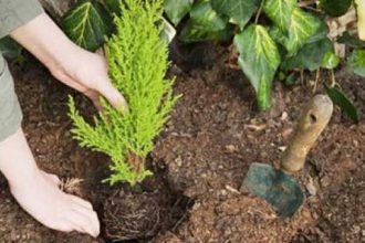 Πάτρα: Φυτεύτηκαν δένδρα και θάμνοι - Την Κυριακή δενδροφύτευση στο Καστρίτσι