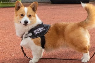 Αυτός είναι ο πιο χαριτωμένος τετράποδος αστυνομικός της Κίνας