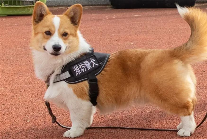 Αυτός είναι ο πιο χαριτωμένος τετράποδος αστυνομικός της Κίνας