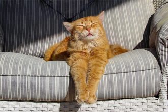 Γιατί αρέσει στις γάτες ο ήλιος;