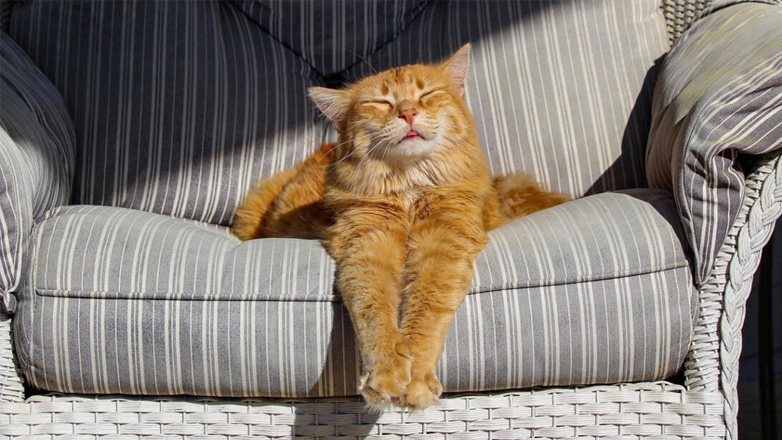 Γιατί αρέσει στις γάτες ο ήλιος;