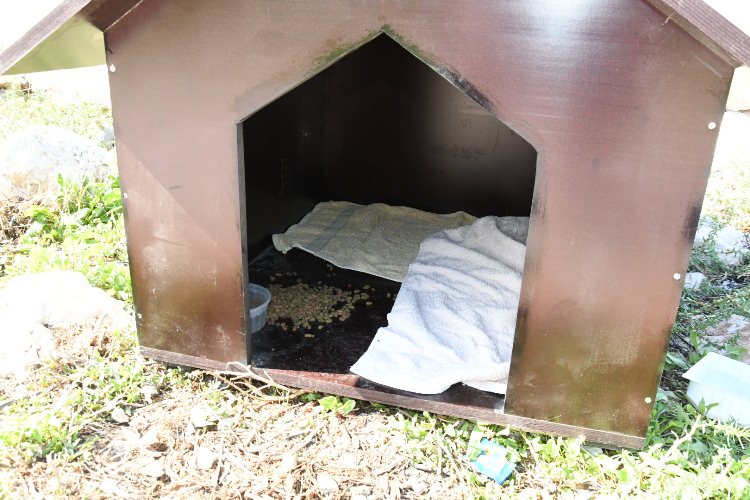 Πάτρα: Συμπολίτης θέλει να κατασκευάσει και να αντικαταστήσει τα κλεμμένα σπιτάκια για τα αδέσποτα