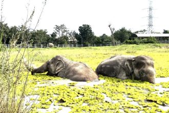 Ελεφαντίνα που σιχαίνεται το νερό κολυμπάει καθημερινά με την καλύτερη της φίλη που είναι τυφλή