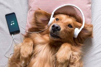 Σκύλος: Γιατί πρέπει να του βάζετε να ακούει μουσική