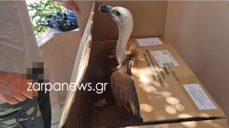 Εξαντλημένος γύπας βρέθηκε στη μέση του δρόμου