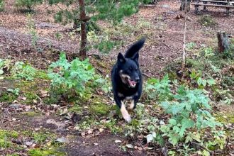 Ήρωας σκύλος περπάτησε μόνος του 6.5χλμ. στο δάσος για να φέρει βοήθεια μετά από τροχαίο