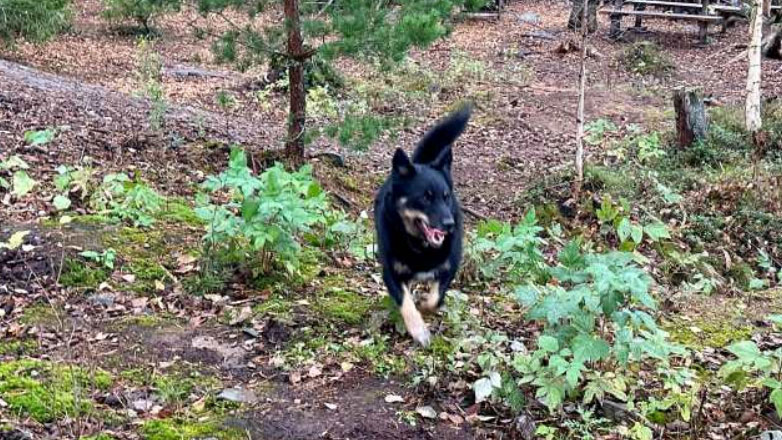 Ήρωας σκύλος περπάτησε μόνος του 6.5χλμ. στο δάσος για να φέρει βοήθεια μετά από τροχαίο