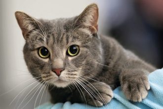 Γάτες: Το πιο παρεξηγημένο ζώο - Γιατί έχει τόσες προσδοκίες από αυτές ο άνθρωπος;