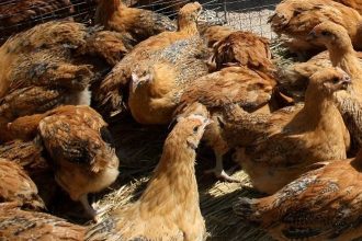 Αυξημένος κίνδυνος επανεμφάνισης γρίπης των πτηνών στην Ελλάδα