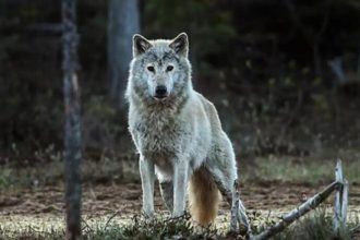 Έτσι σώθηκε ο λύκος που έπεσε σε πηγάδι βάθους 13 μέτρων