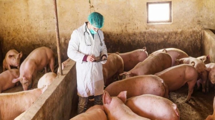 Επαγρύπνηση για την προστασία από την αφρικανική πανώλη των χοίρων συνιστά η Διεύθυνση Κτηνιατρικής Περιφέρειας Δυτικής Ελλάδας