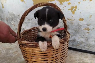 Κοκονάκια αναζητούν σπίτι