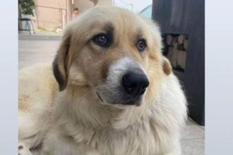 Ο "αρκουδάκος" ψάχνει σπίτι