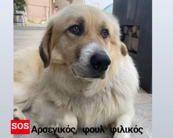 Ο "αρκουδάκος" ψάχνει σπίτι