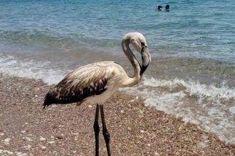 Νεαρά φλαμίνγκο κατακλύζουν τις παραλίες – Τι να κάνετε σε περίπτωση που τα συναντήσετε