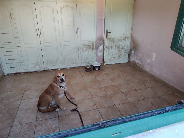 "Ωρα Πατρών": Ένα καταφύγιο αδέσποτων ζώων......που δεν είναι καταφύγιο