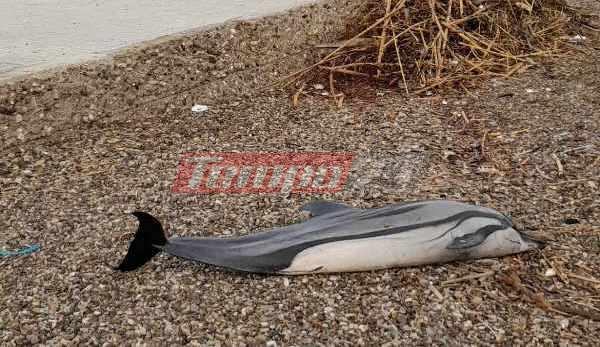 Πάτρα: Νεκρό δελφίνι στο κάστρο Ρίου - ΦΩΤΟ
