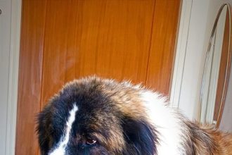 Ο θλιμμένος γίγαντας ψάχνει αγάπη