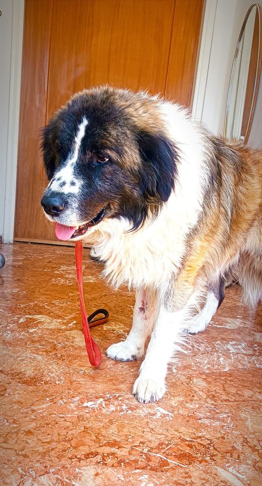 Ο θλιμμένος γίγαντας ψάχνει αγάπη