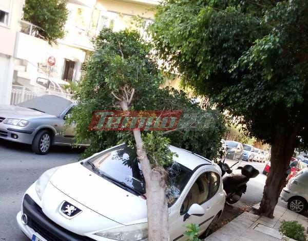Πάτρα: Χαμός από πτώσεις δένδρων - Κινδύνεψε γυναίκα στην πλατεία Αγίου Γεωργίου ΦΩΤΟ