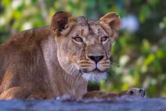 Η λέαινα με το «σύνδρομο της οβίδας» έφυγε από την Ουκρανία - Ασφαλής σε καταφύγιο στη Βρετανία