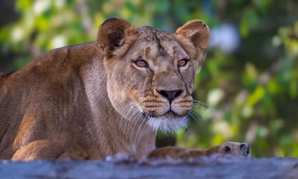Η λέαινα με το «σύνδρομο της οβίδας» έφυγε από την Ουκρανία - Ασφαλής σε καταφύγιο στη Βρετανία