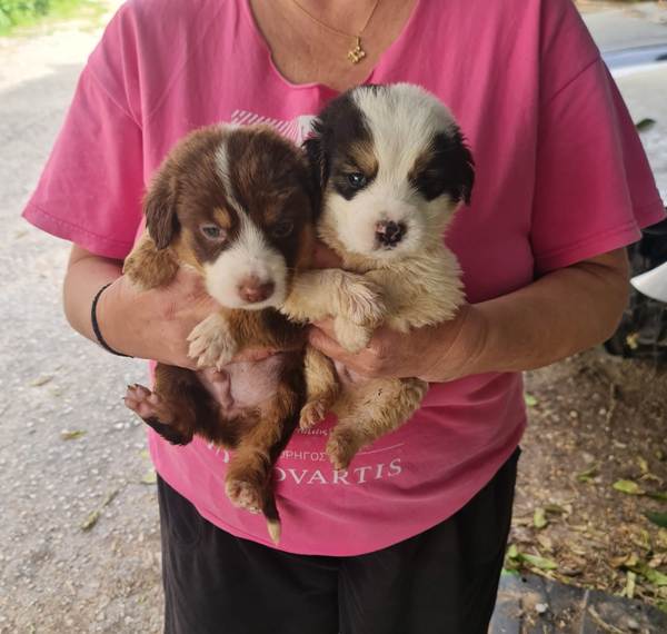 Πάτρα: Βρέθηκαν 6 κουταβάκια σε χαρτόκουτο!