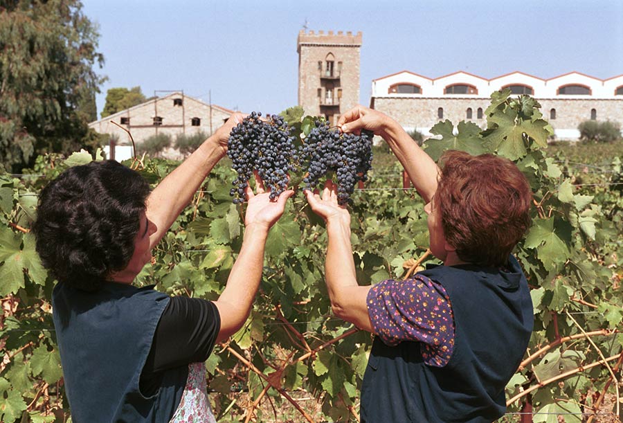 Ημερίδα - Μαυροδάφνη: Εξελίξεις και αναγκαίες προσαρμογές