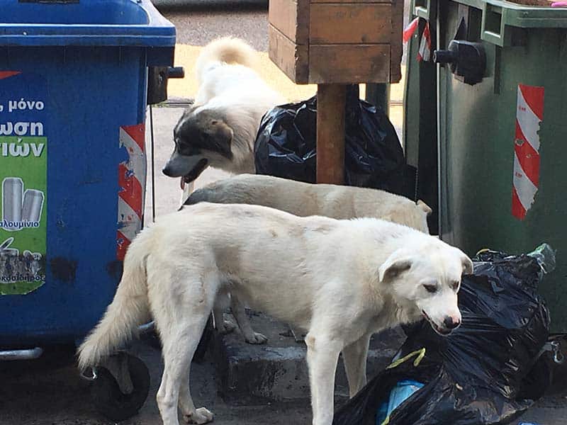 Δυτ. Ελλάδα: Μερική αποζημίωση σε οδηγό που το όχημα του συγκρούστηκε με αδέσποτο σκύλο