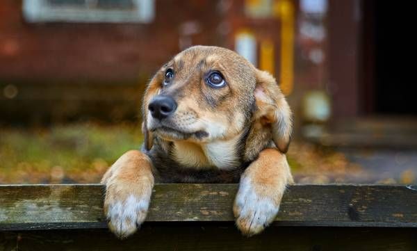 Ηλεία: Δηλητηρίασαν σκυλιά σε αλσύλλιο - Επικήρυξαν τους δράστες φιλόζωοι ΦΩΤΟ