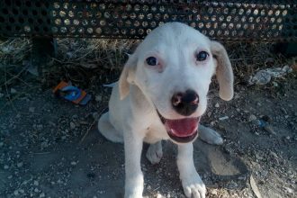 Έλα να μυριστούμε ντάρλινγκ... στο Αίγιο!