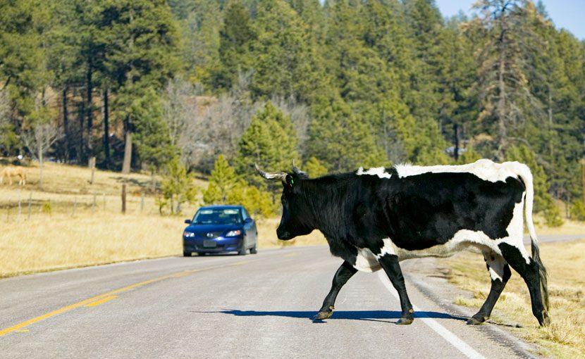 Πάτρα: Να ...συλληφθεί η αγελάδα!